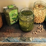 Keimlinge Mungobohnen Kichererbsen Berglinsen frohleben