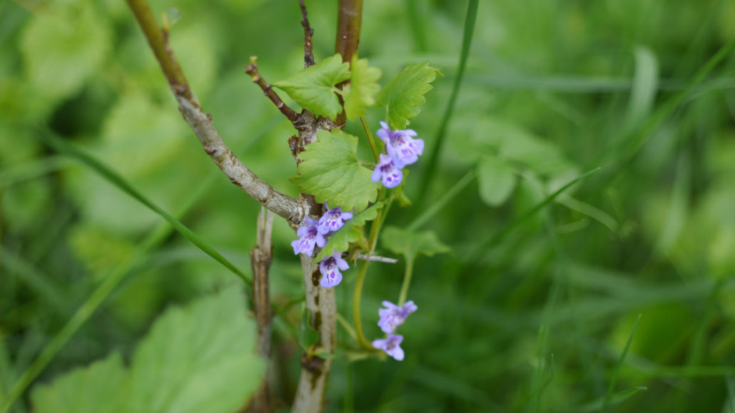 Gundermann frohleben Essbare Wildkraeuter