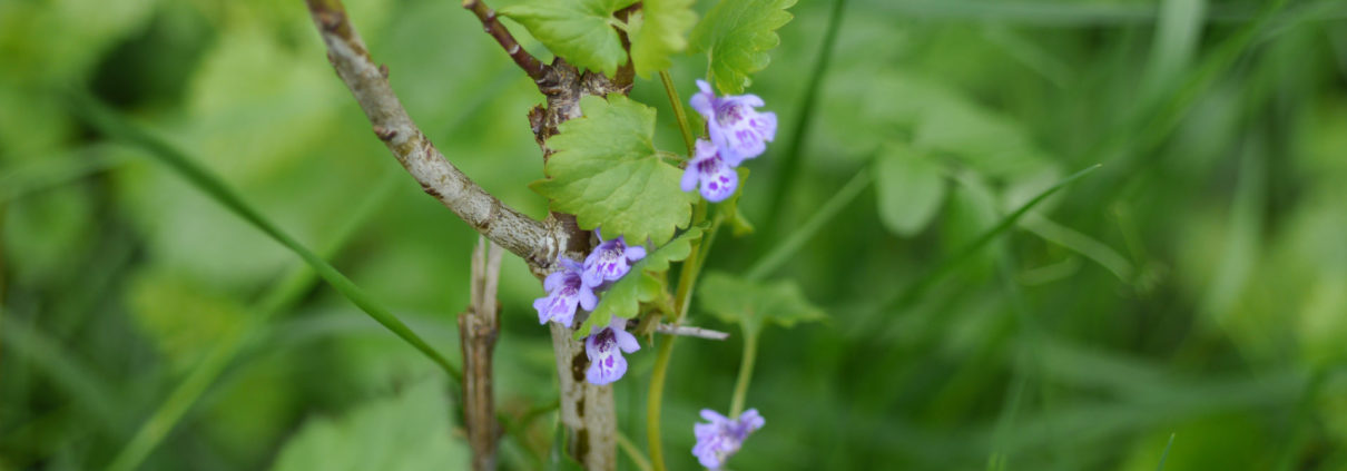 Gundermann frohleben Essbare Wildkraeuter
