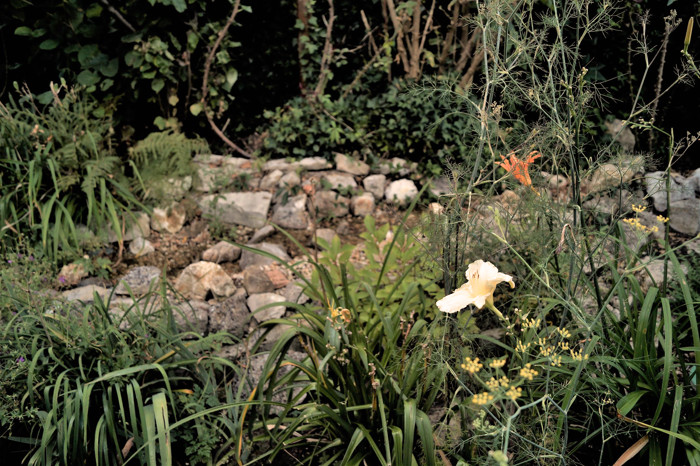 Kraeuterwanderung Essbare Wildkraeuter Werner Cappel Garten Blieskastel Bierbach Bronzefenchel