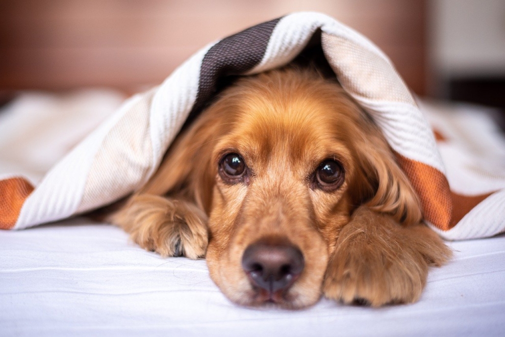 Kraeuterwanderung fuer Hundefreunde und Ernaehrungsberatung fuer Hunde Hundetherapiezentrum Wagner Katja Friedrich froh leben